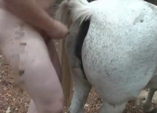 Fat zoophile fucks a white horse