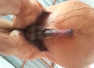 Horse with an enormous dick