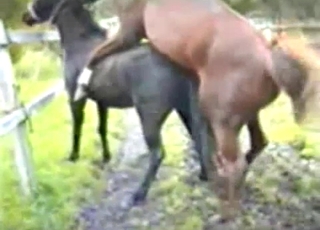 Cute pony is enjoying ionate bestiality XXX
